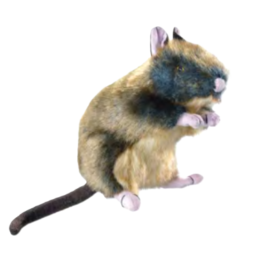 Hunter Hundeleketøy Wildlife Rat Polyester 34 cm