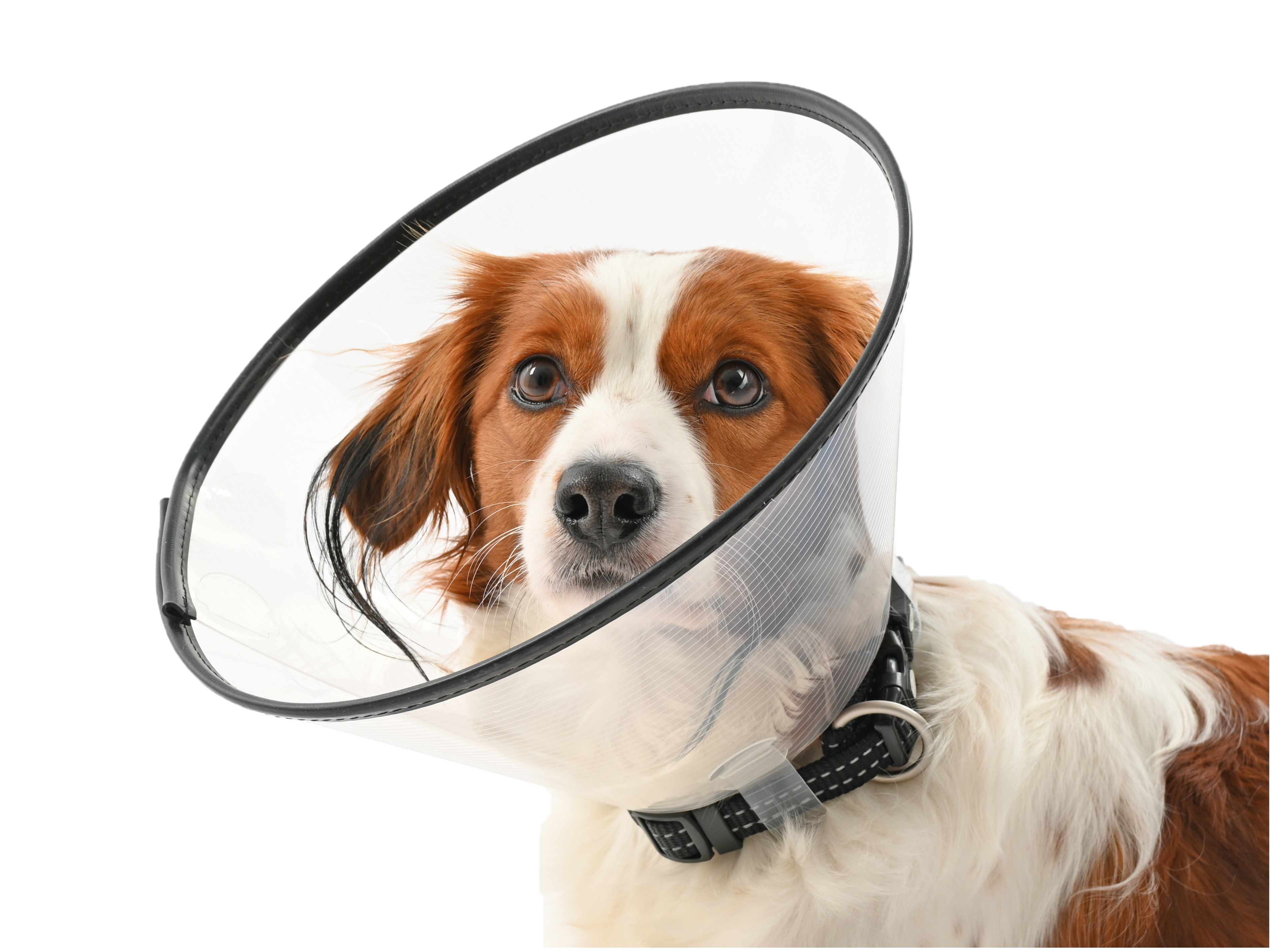 Buster - Komfortkrage 15 cm - Hund - Hundens Apotek - Dyrekassen.no