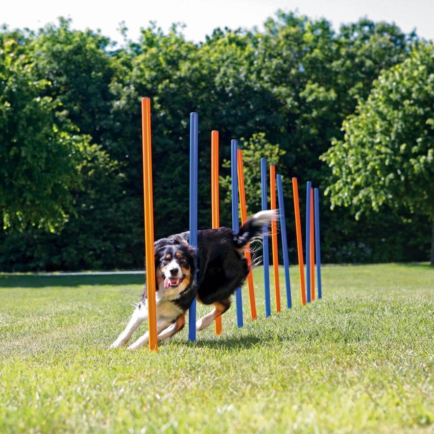 Trixie - Dog Activity Agility Slalom Blå 12-pakning - Hund - Sport - Dyrekassen.no
