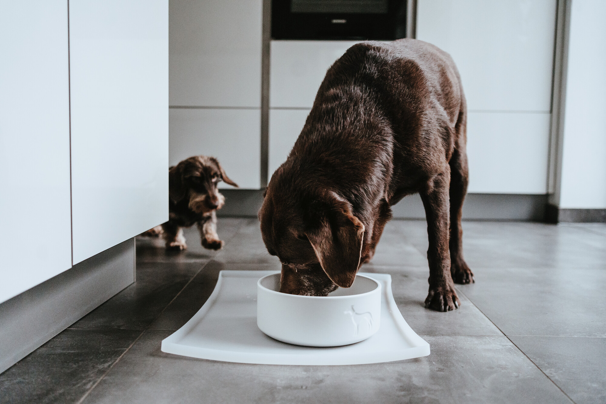 Ciotola Per Cani Hunter In Ceramica | Capacità 350ml | Colore Taupe | Antiscivolo E Lavabile - Foto 13