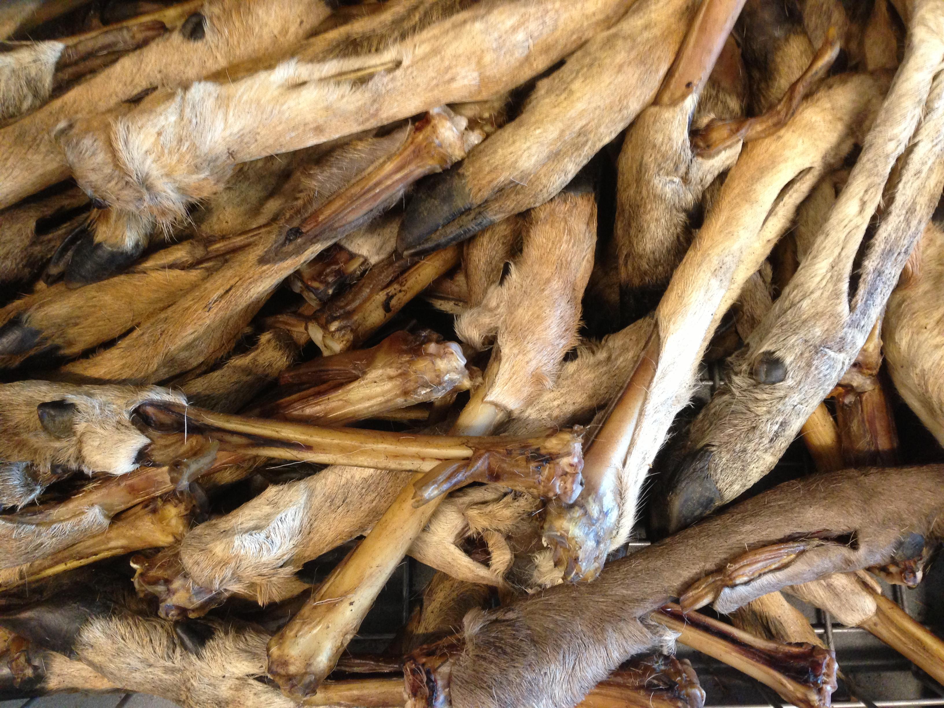 Emmzo Tørket hjortebein med pels og klo - Spor og søk 1 stk, 35-45 cm